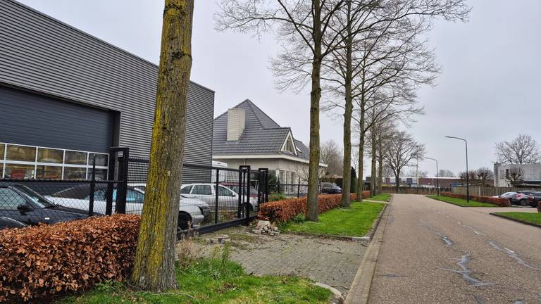 Deze hele rij bomen is vergiftigd en wordt gekapt (foto: Collin Beijk)