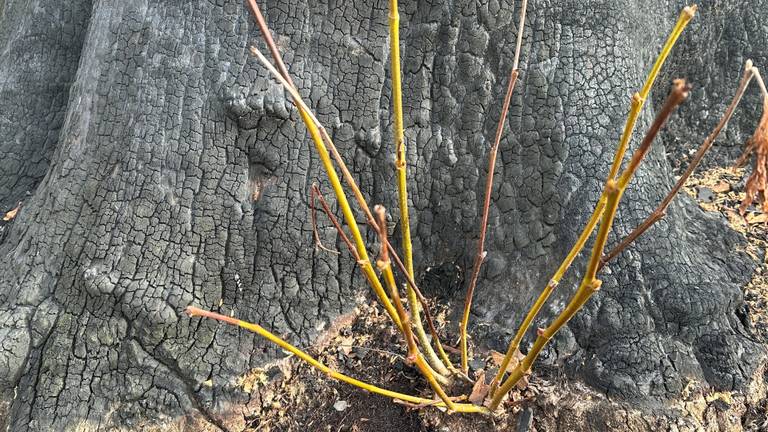 Scheuten die op natuurlijke wijze zijn gegroeid aan de voet van de boom (foto: Rogier van Son).