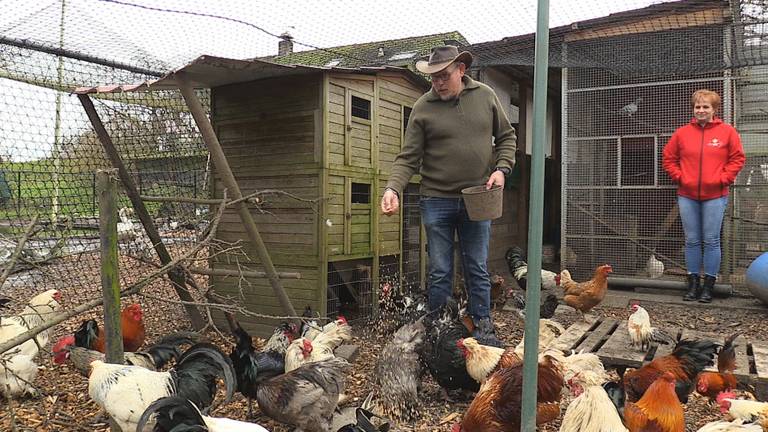 Haantjes massaal gedumpt in Altena, opvang van de dierenambulance zit bomvol (foto: Omroep Brabant).