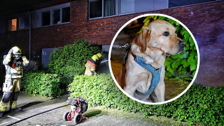 Hond ontdekt brand in keuken en blaft gezin wakker, huis aan de Wim van Baaststraat in Oisterwijk is onbewoonbaar