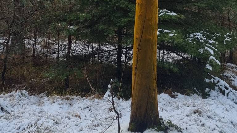 Portugese alg op een dode boom (foto: Gerrit Zwetsloot).