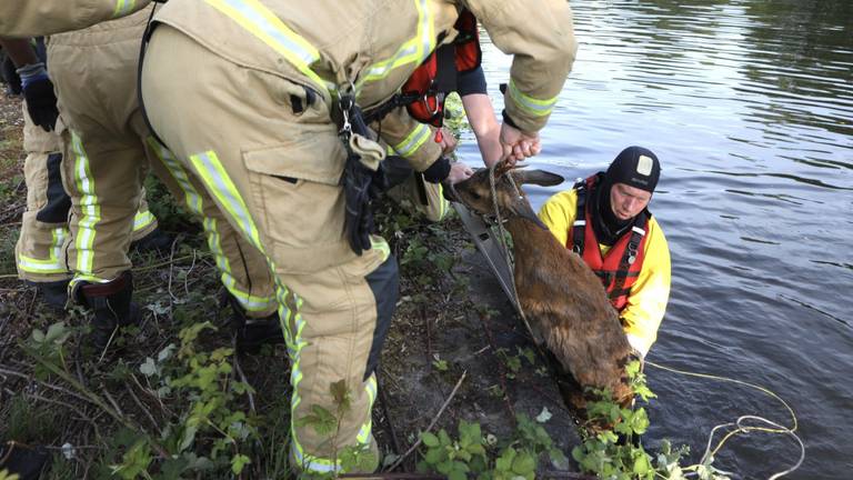 Hulpverleners haalden het dier uit het water (foto: Sander van Gils/SQ Vision).