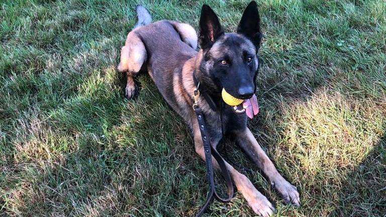 Dreigen met politiehond Paco was voldoende  (foto: Politiehonden zwb / Twitter).