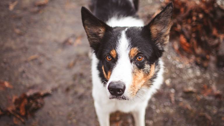 Dit is niet hond Max (foto ter illustratie: Brixiv/Pexels).