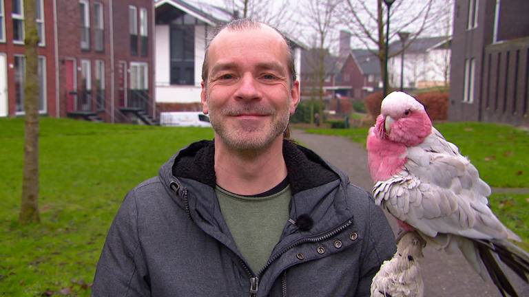 Kaketoe Pablo wandelt elke dag met z’n baasje: ‘Vliegen kan hij niet’