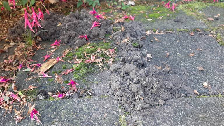 Hoopjes zand tussen de tegels inde tuin van Jan (foto: Jan van Loon).