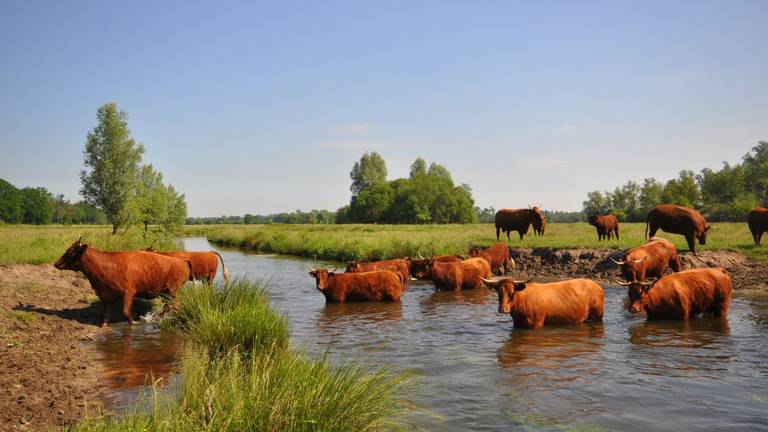 Hittegolf in een stukje van Brabant, de rest valt buiten de boot