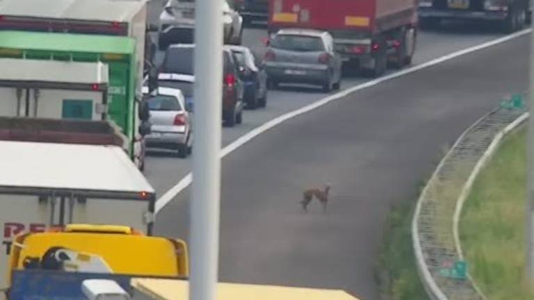 Een van de honden (foto: Twitter Rijkswaterstaat Verkeersinformatie)