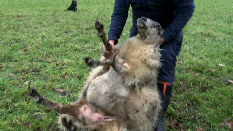 Schapenhouder Bart legt uit hoe een omgevallen schaap overeind zet.