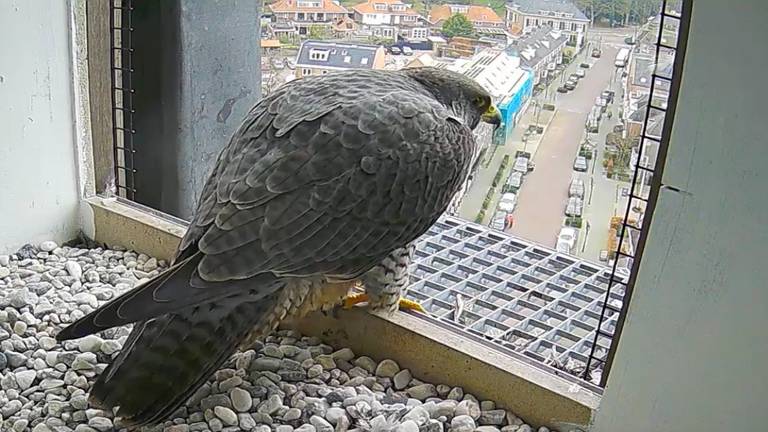 De slechtvalk op de toren van de Petruskerk in Vught kijkt uit over de Dorpsstraat.