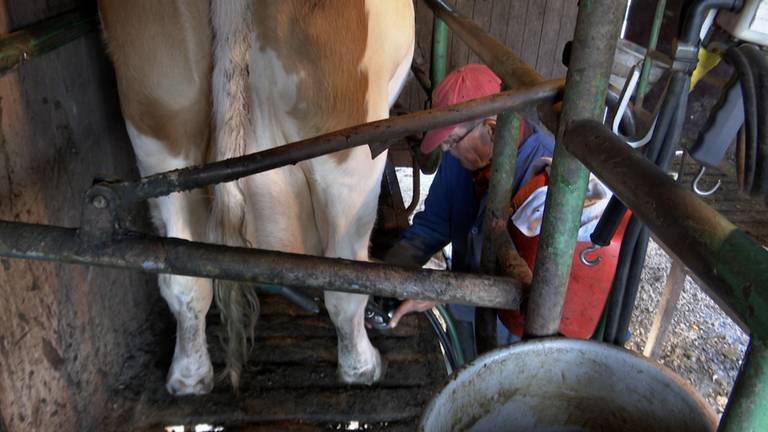 Boer Tini melkt nog één keer zijn koeien (foto: Dtv Nieuws).