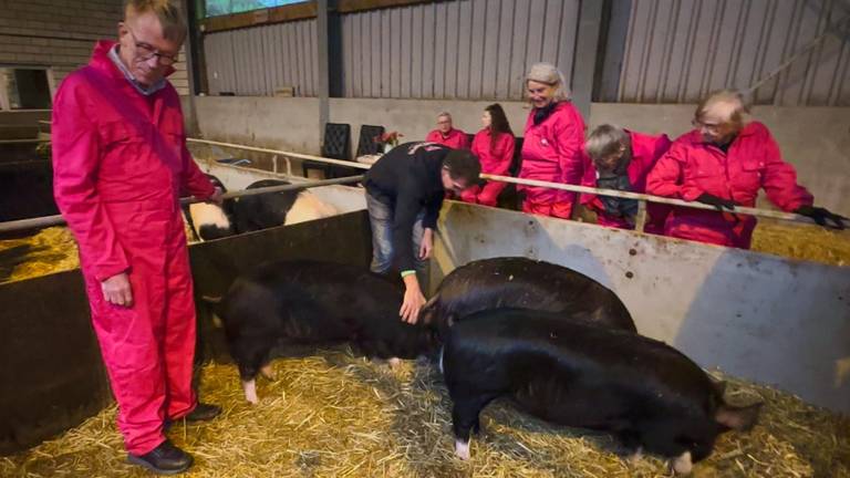 Vakantie uitje van dementerende ouderen: knuffelen met varkens (foto: Jan Peels)