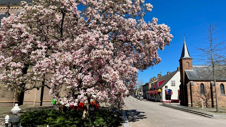 De magnoliaboom in Zegge trekt veel bekijks (foto: Erik Peeters)