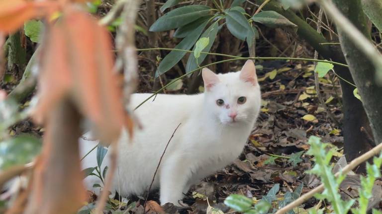 Knorretje loopt inmiddels weer buiten rond nadat hij is beschoten (foto: Noël van Hooft).
