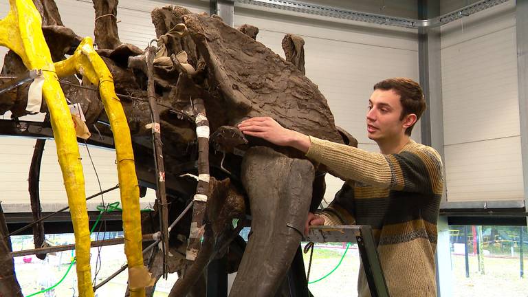 student Tom ontdekt mogelijk een nieuwe dinosaurus