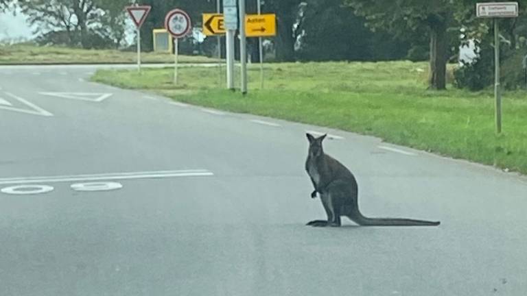 De wallaby in Asten.