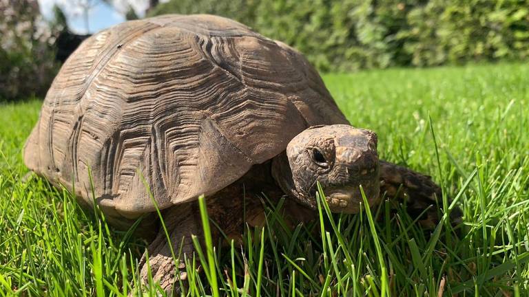 Nana is weer terug in haar eigen achtertuin. (Foto: Letty van de Wal)