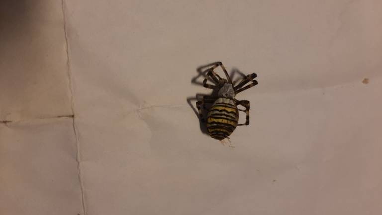 Een dood wespspinvrouwtje (foto: Mariska Dielissen).