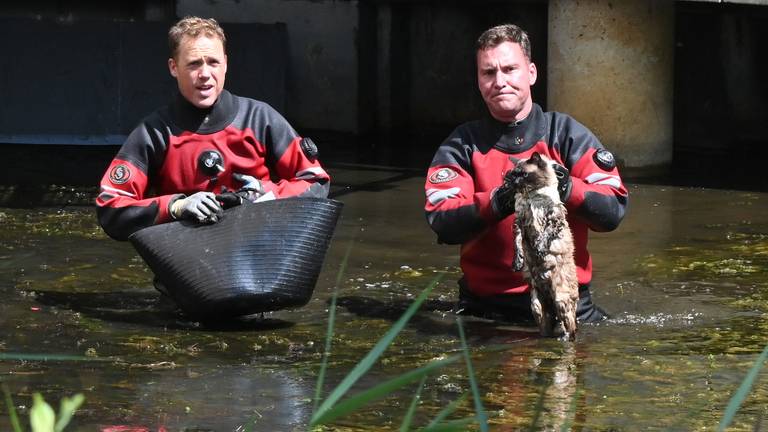 De geschrokken kat werd door brandweermannen naar haar baasjes gebracht. 