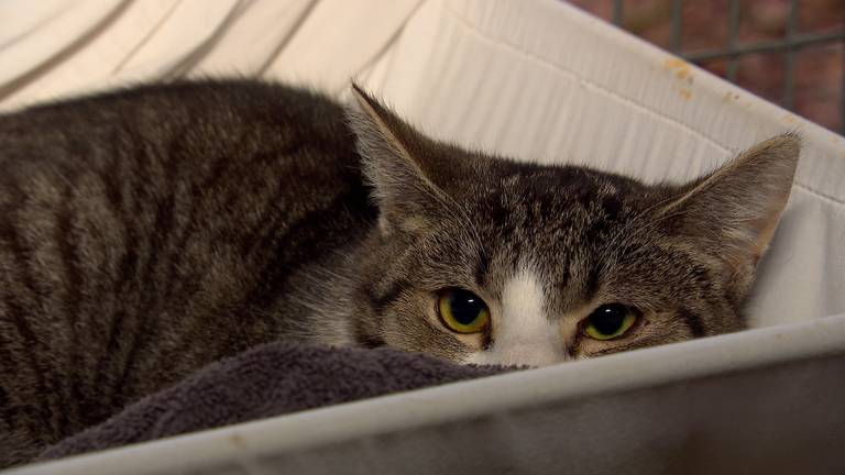 Zo gaat dit dierenasiel juist niét knallend het nieuwe jaar in
