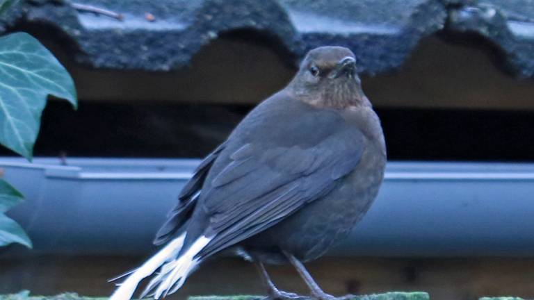 A white-tailed blackbird (Photo: Will Pennings).
