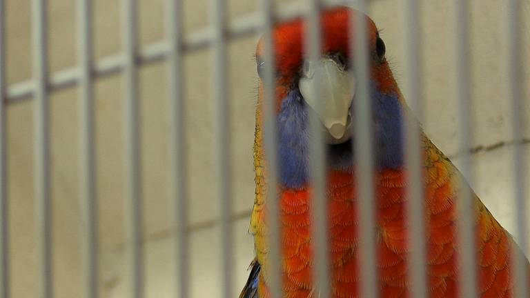 Door de coronapandemie fluiten de vogeltjes niet meer zo heel vrolijk 