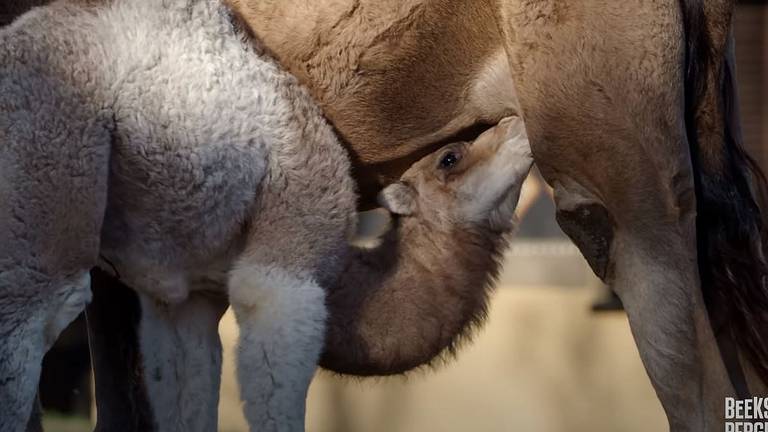 Beeld: Safaripark Beekse Bergen