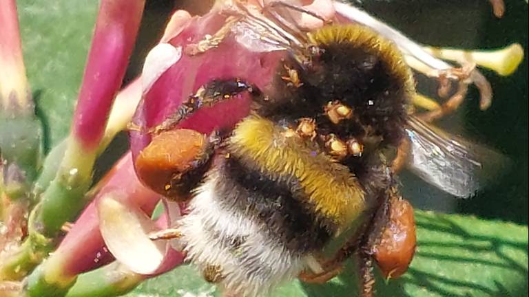 Aardhommel met hommelmijten (foto: Elly van den Reek).