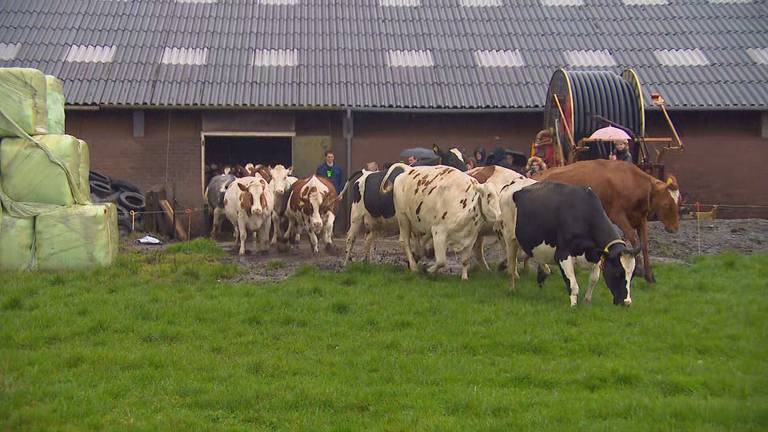 Kijk terug: de koeien mogen weer de wei in