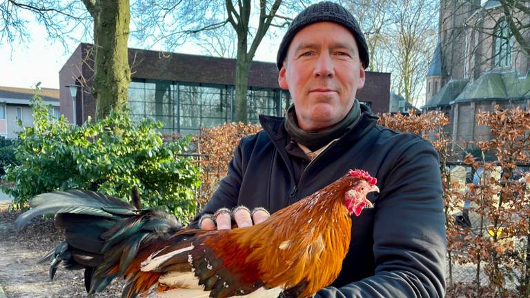 Hanenvanger Arie den Hertog ving vorige week ruim honderd hanen en hennen (foto: Erik Peeters).