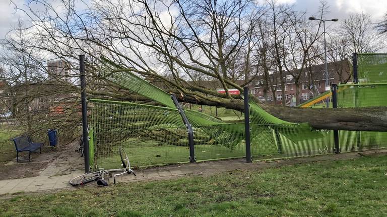 Deze boom viel om op het speeltuintje in Den Bosch waar een groep jongens aan het spelen was.