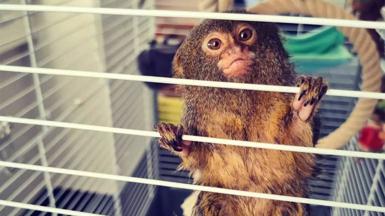 Een van de gevonden dwergzijde aapjes (foto: Instagram wijkagenten Korvel/Sint-Anna).