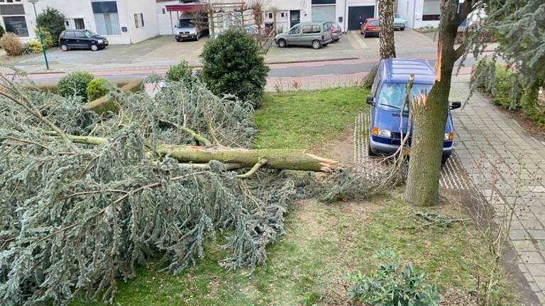 In deze voortuin in Bergeijk is een boom omgevallen.