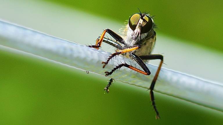 Een prachtige macro opname van een bosrandroofvlieg, wakend vanuit de draad van een droogmolen (foto: Jan van Esch).