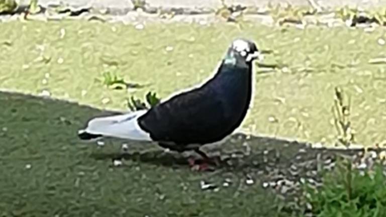 Vermoedelijk een kapucijnerduif (foto: Gerry de Wit).