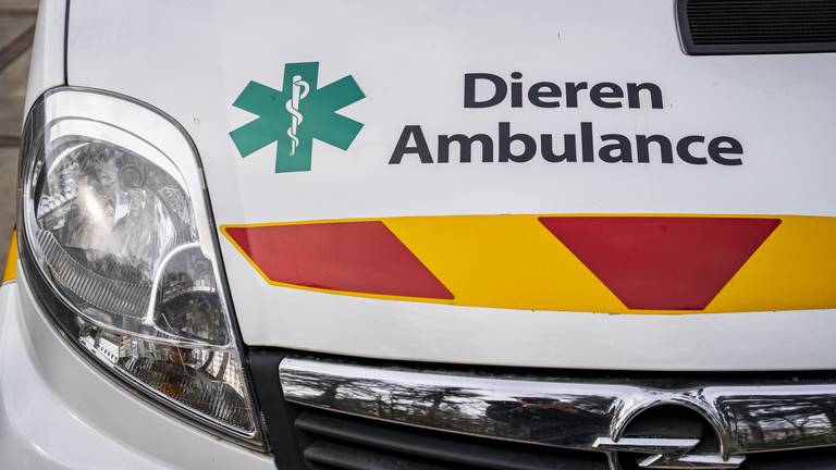 Dierenambulance