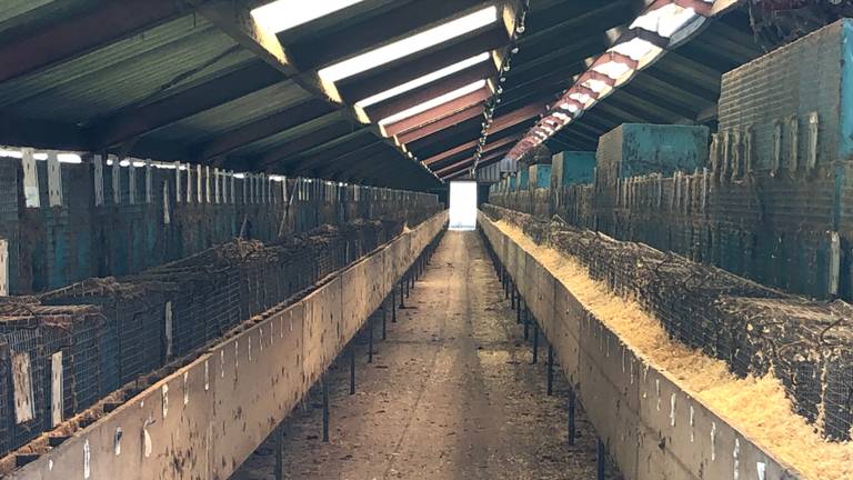 In deze stallen zaten honderen nerstsen (foto: Omroep Brabant).