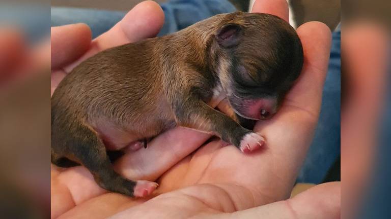 Weken na geboorte dode pups bevalt chihuahua tóch nog van gezond hondje Omroep Brabant