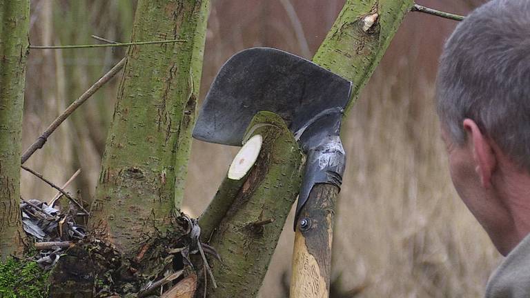 Griendwerkers in de Biesbosch, een eeuwenoud ambacht dat nog steeds bestaat