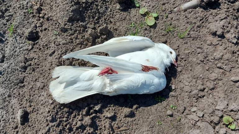 John heeft meer dan honderd dode vogels gefotografeerd (foto: John Roza).