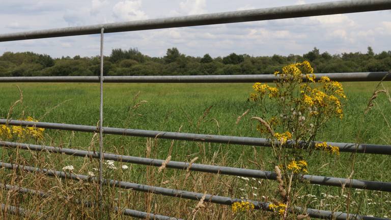 Het Leegveld verandert van agrarisch gebied in een natuurgebied. 