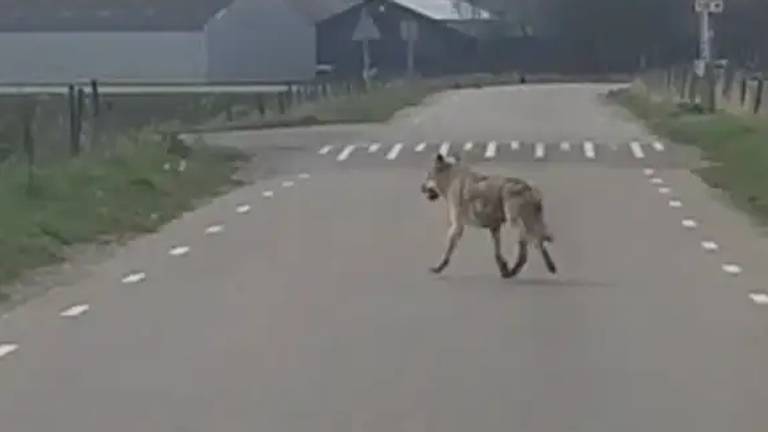 Een wolf werd gezien op de Koeveringsedijk tussen Lepelstraat en Steenbergen. (Foto: Pieter Korst)