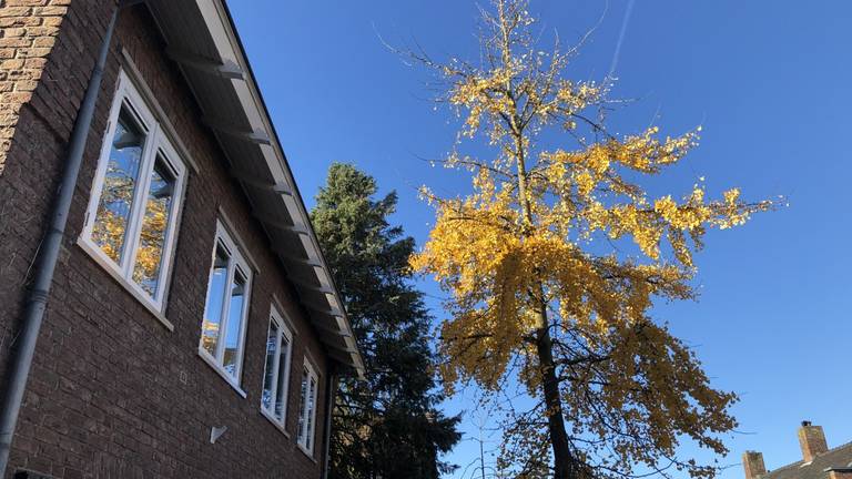 Een in bloei staande Ginkgo biloba in de Monseigneur van Kesselstraat in Vlijmen.