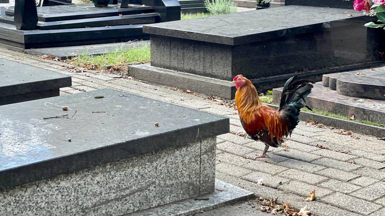 De kippen en hanen in Sint Willebrord zorgden zelfs voor overlast op de begraafplaats (foto: Erik Peeters).