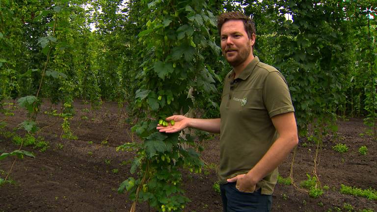 Giel is dol op speciaalbier en verbouwt nu hop voor Brabantse brouwerijen