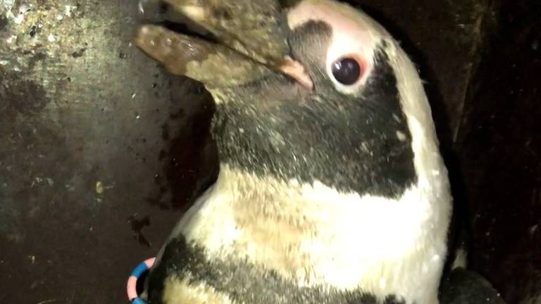 Een van de drie pinguïnkuikens (foto: ZooParc Overloon).