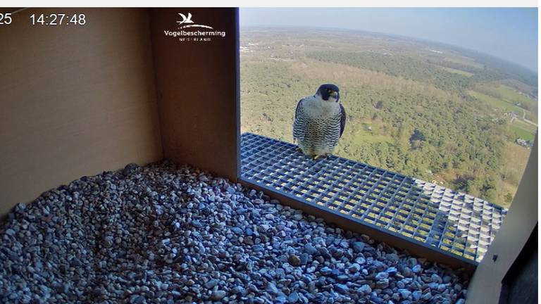 Een van de vogels komt het nest kort inspecteren (beeld: Vogelbescherming).