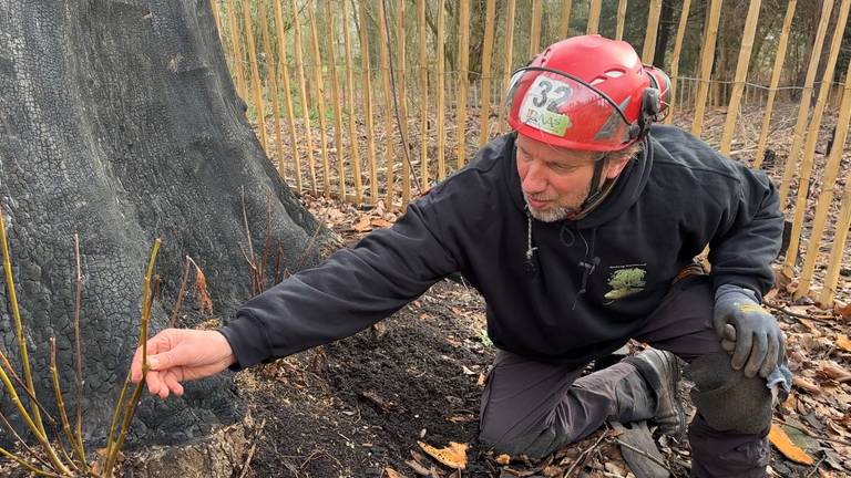 Ton bij een van de scheuten bij de verbrande wereldboom in Eindhoven (foto: Rogier van Son).