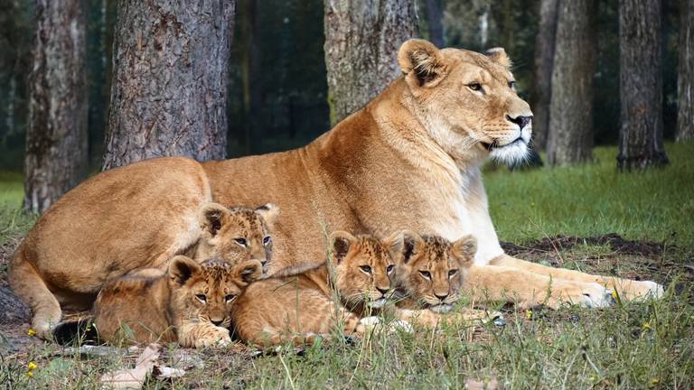 De leeuwenwelpjes waren een publiekstrekker in safaripark Beekse Bergen vorig jaar (foto: Beekse Bergen).
