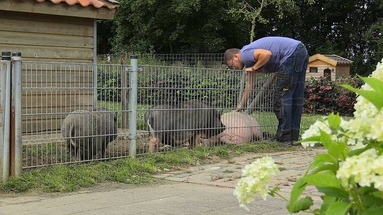 Miss Piggy wil weer aangehaald worden (foto: Rob Bartol).